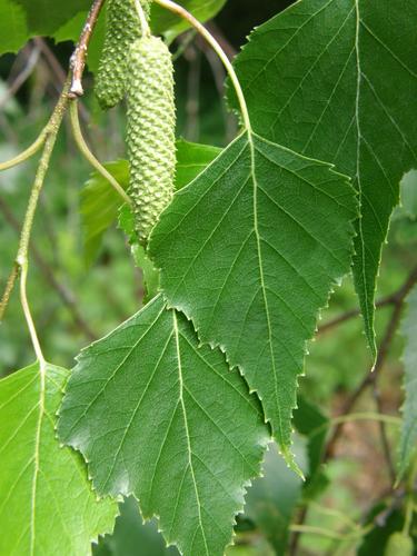 Gray Birch (Betula populifolia)