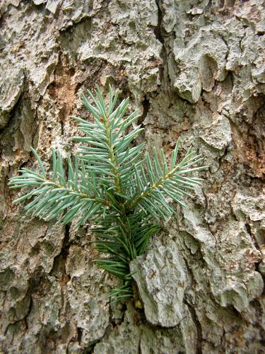 Blue Spruce