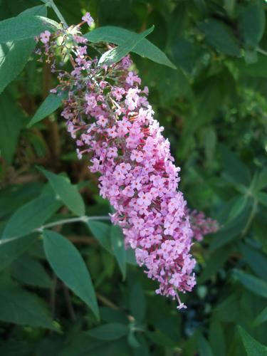 Butterfly Bush (Buddleja davidii)