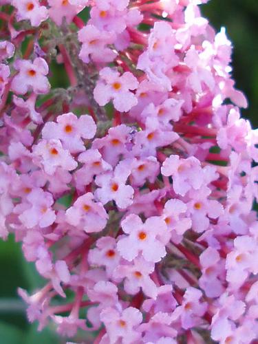 Butterfly Bush (Buddleja davidii)