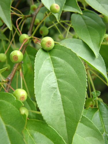 Crab Apple (Malus spp.)