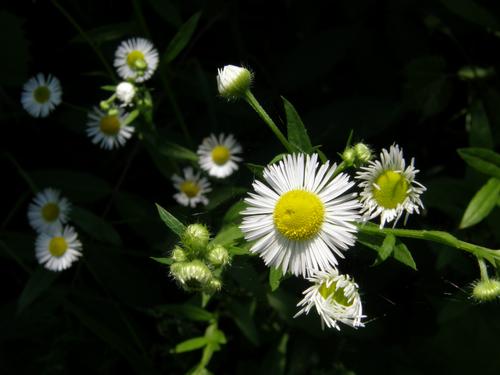 Daisy Fleabane (Erigeron annuus)