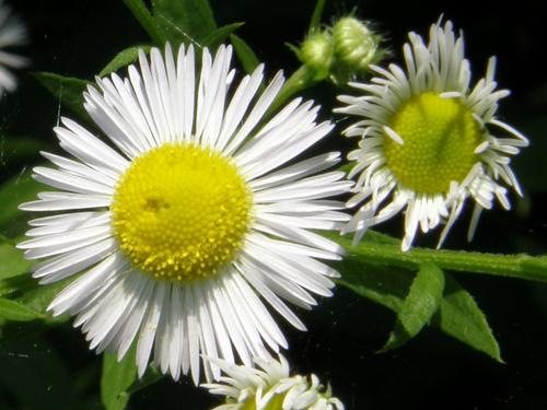 Daisy Fleabane (Erigeron annuus)