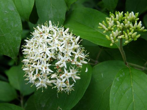 Red-osier Dogwood (Cornus stolonifera)