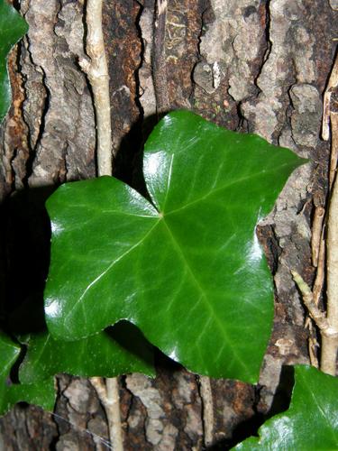 English Ivy