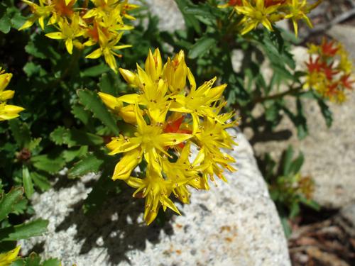 Russian Stonecrop (Sedum floriferum)