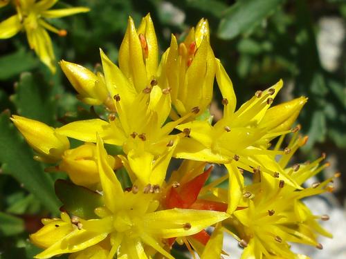 Russian Stonecrop (Sedum floriferum)