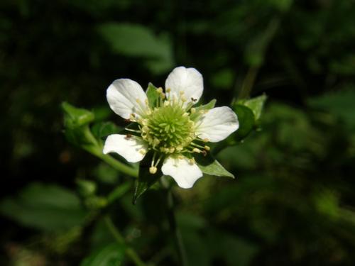 White Avens (Geum canadense)