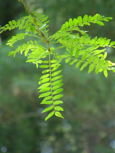 Honey Locust