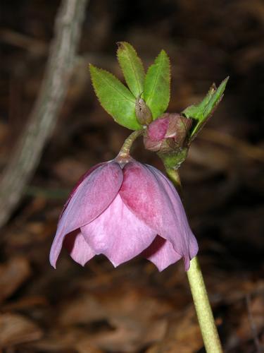 Lenten Rose