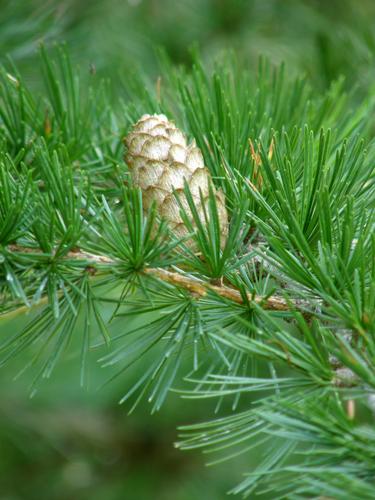 European Larch (Larix decidua)