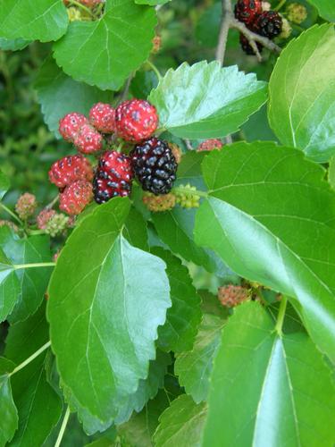 Black Mulberry