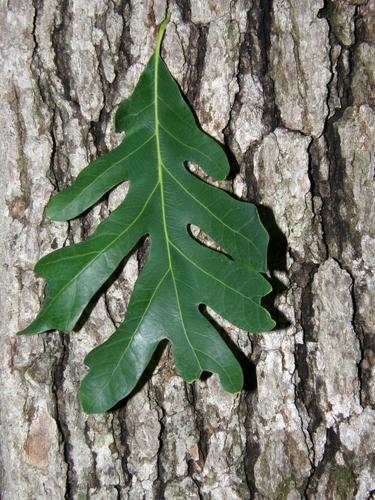 White Oak (Quercus alba)