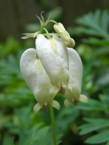 Squirrel Corn (Dicentra canadensis)