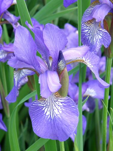 Siberian Iris