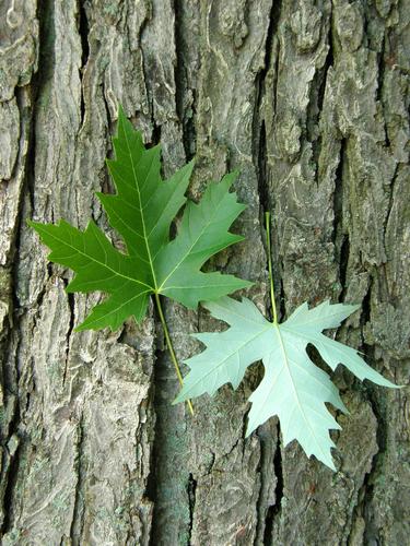 Silver Maple (Acer saccharinum)