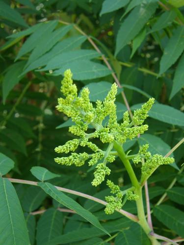 Smooth Sumac