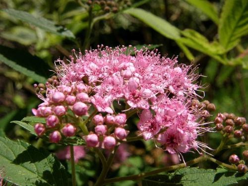 Japanese Spiraea (Spiraea japonica)