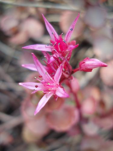 Two-row Stonecrop