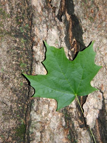 Sugar Maple (Acer saccharum)