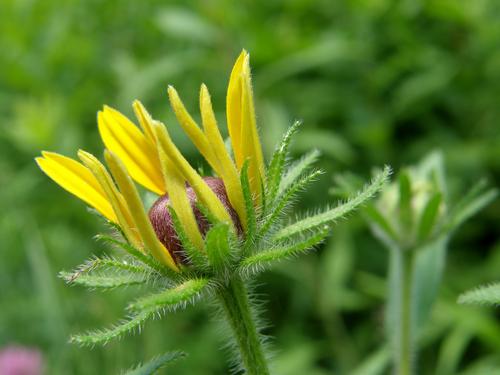 Black-eyed Susan (Rudbeckia hirta) flower bud in June at Greeley Park in Nashua, New Hampshire