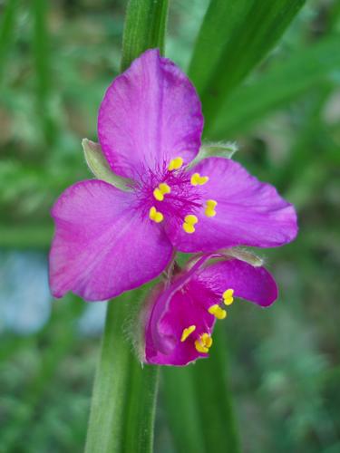 Virginia Spiderwort