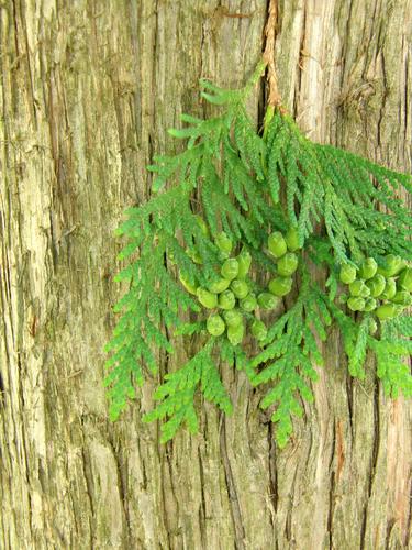 Arborvitae (Thuja occidentalis)