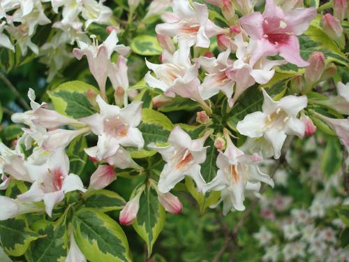 Weigela