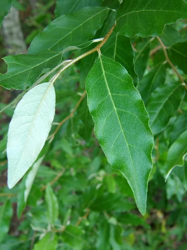 White Willow