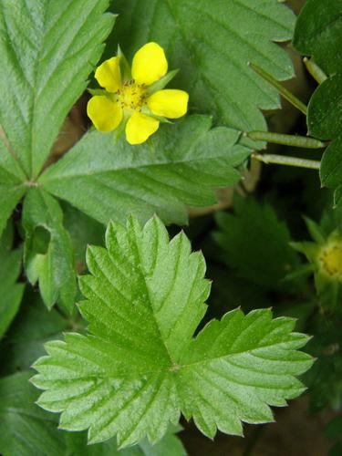 Yellow Avens (Geum aleppicum)