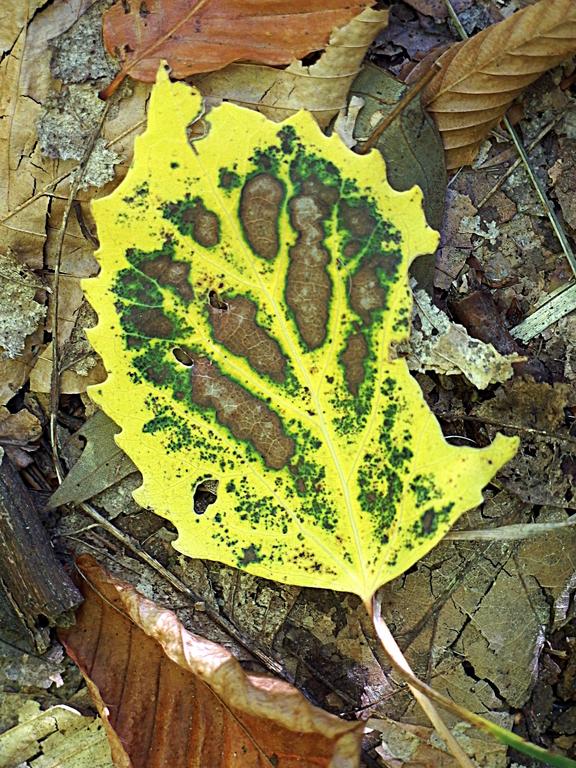 weird colored Aspen leaf in October along the trail to Green Mountain in southern Vermont