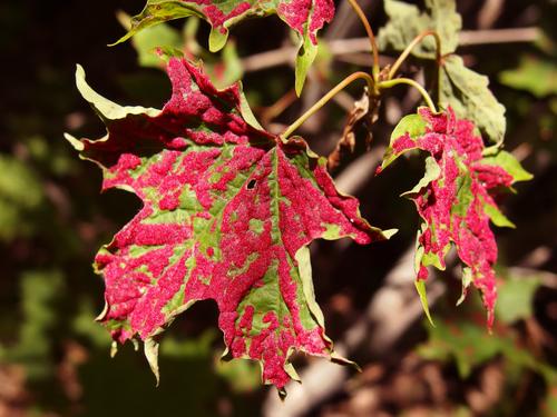 Maple-crimson Velvet Erineum Galls