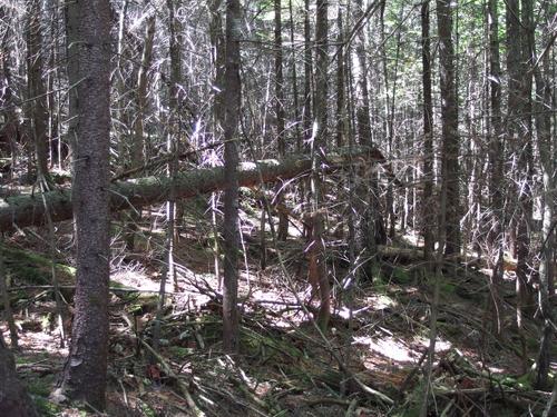 thick woods on a bushwhack to Green Hill in the White Mountains of New Hampshire