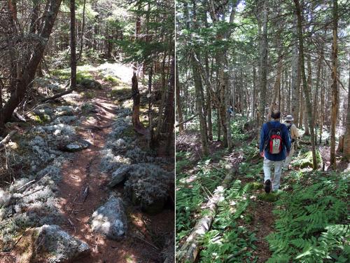 bushwhack route from Dickey Mountain to Green Mountain near Waterville Valley in New Hampshire