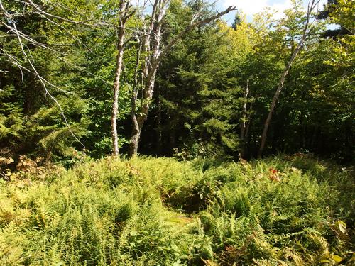 summit of Green Mountain at Hubbard Brook Experimental Forest in the White Mountains of New Hampshire