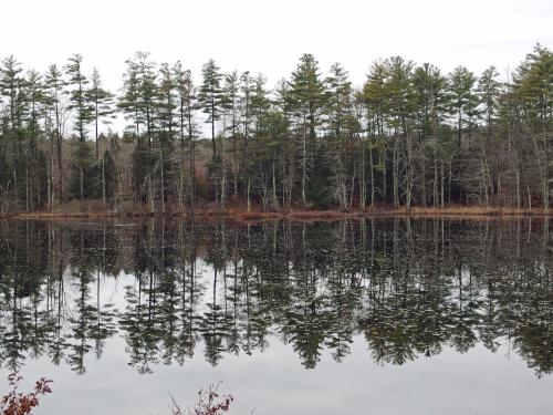 tree reflection beside Greenville-Mason Rail Trail in southern New Hampshire