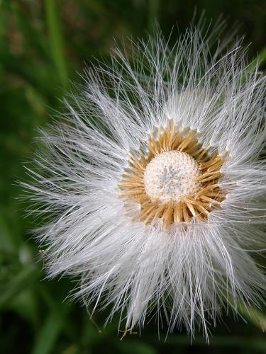 Cotton Grass