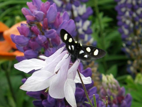 Eight-spotted Forester moth