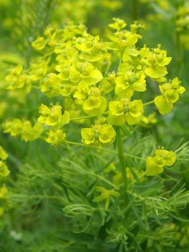 Cypress Spurge