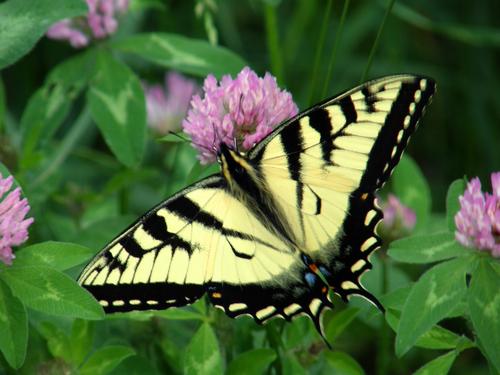 Eastern Tiger Swallowtail