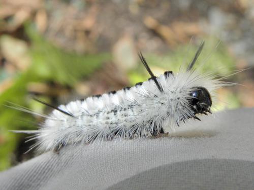 Hickory Tussock Moth