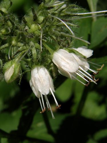 Virginia Waterleaf