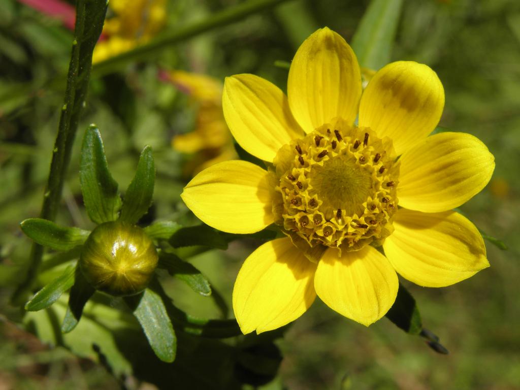 Nodding Beggartick (Bidens cernua) in September at Greystone Trails in eastern Massachusetts