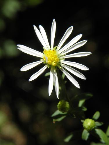 Rice Button Aster