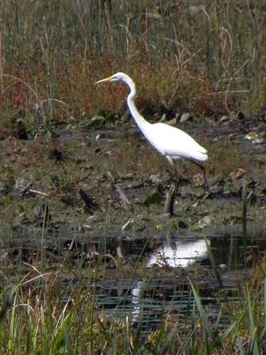 Great Egret