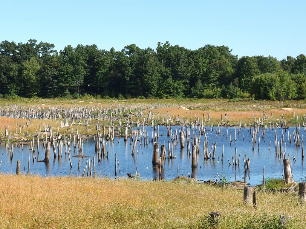 beautiful Fletcher Pond has been drained at Greystone Trails in eastern Massachusetts