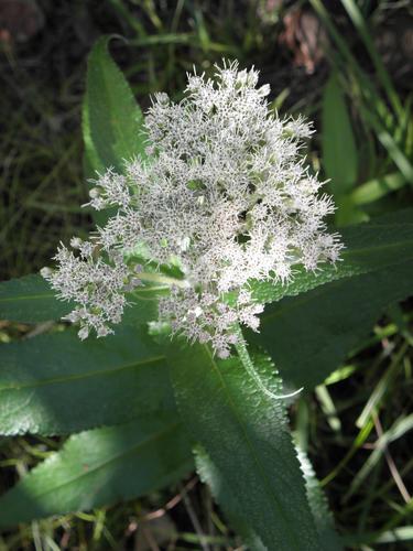 Boneset