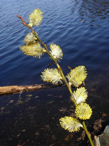 Pussy Willow