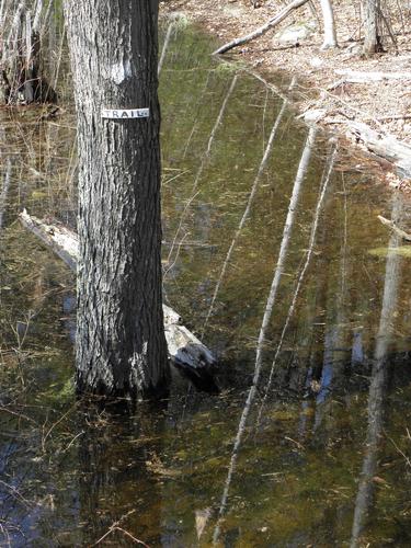 submerged trail at Greystone Trails in Massachusetts