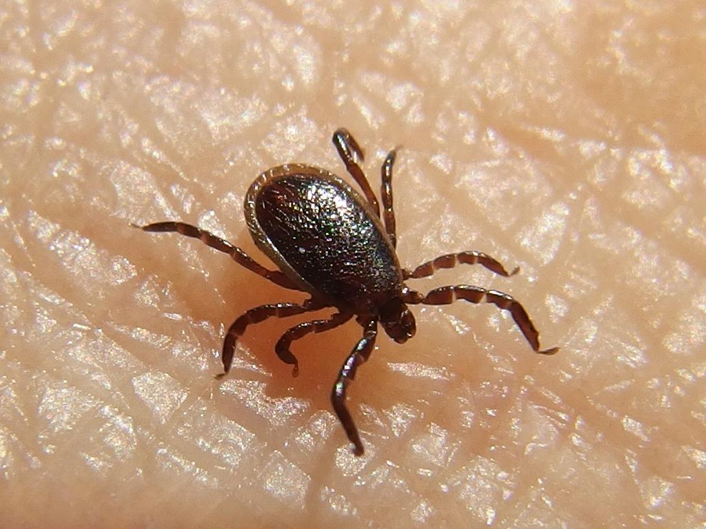 a Deer Tick (Ixodes scapularis) walks the side of Fred's finger after hiking Groton Town Forest in June in Massachusetts